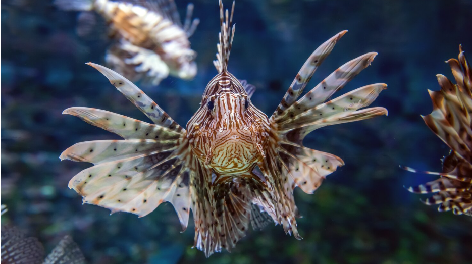 World Register of Deep-Sea Species