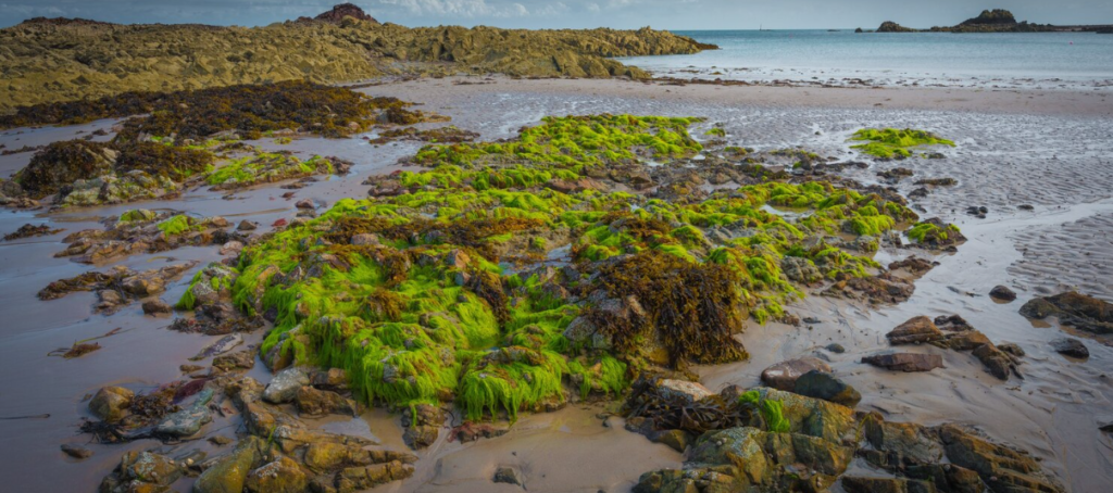 Deep-Sea Larval Dispersal