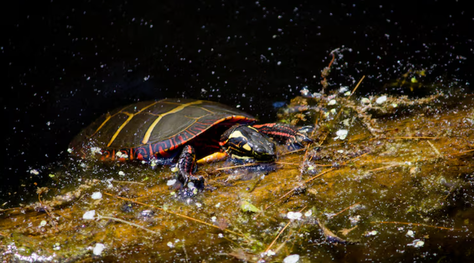 The Mysterious Deep-Sea Habitats