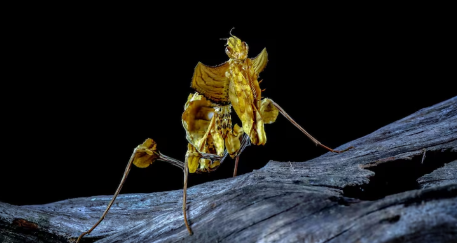 The Golden Orb Mystery