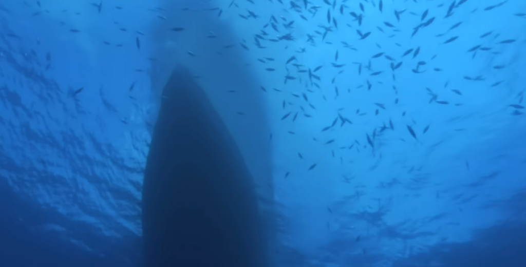 Why Pacific Tuna Fisheries Are Now Overlapping With the Deep-Sea Mining Industry