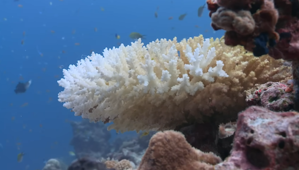 The Clarion-Clipperton Zone Contains Some of the Richest Deep-Sea Ecosystems on Earth. America Is Considering Mining It.