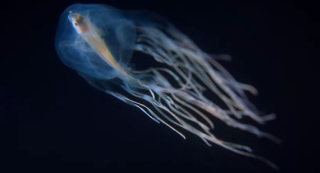 The "Cyborg Jellyfish" That Could Revolutionize How We Explore the Deep Ocean — Built by University of Colorado Boulder