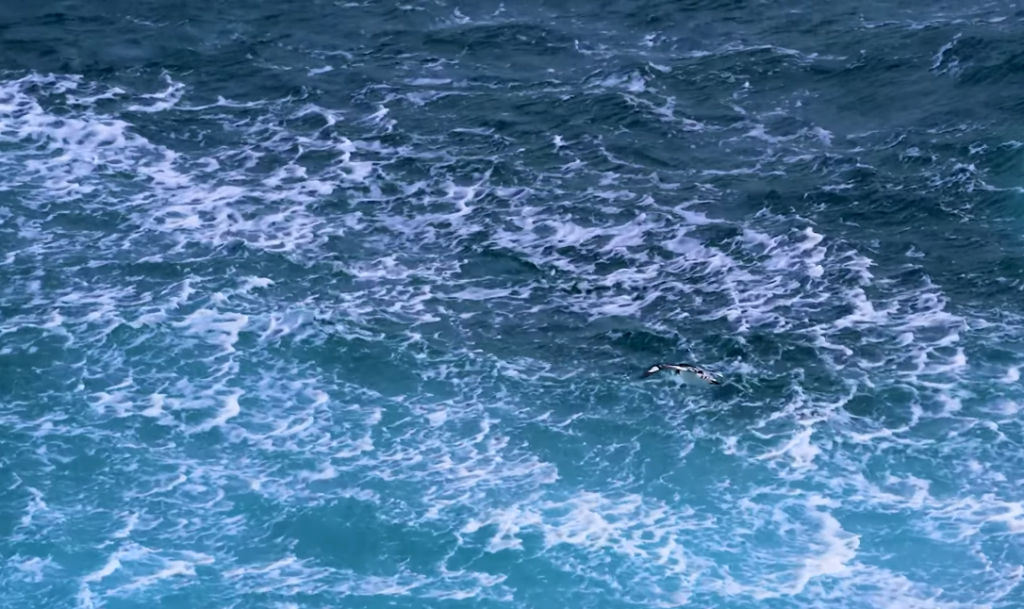Scientists Are Planning to Chart Every Living Thing in the Atlantic's Deep Sea — All of It