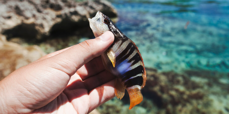 The First Treaty to Protect Marine Life
