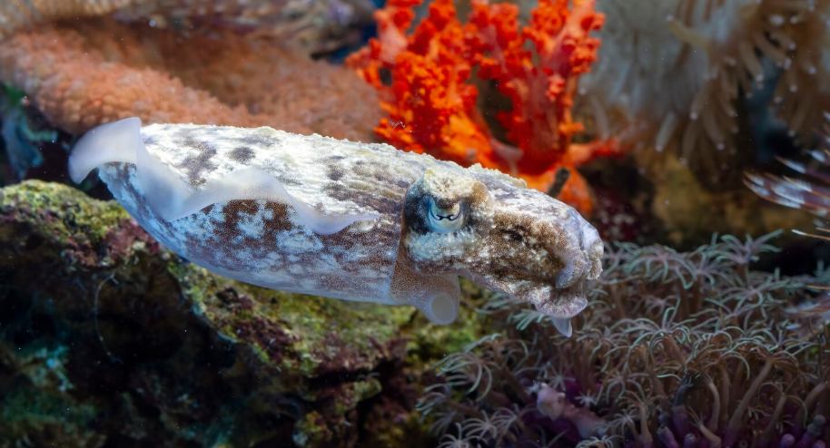 Deep-Sea Corals Vanished for 1,000 Years