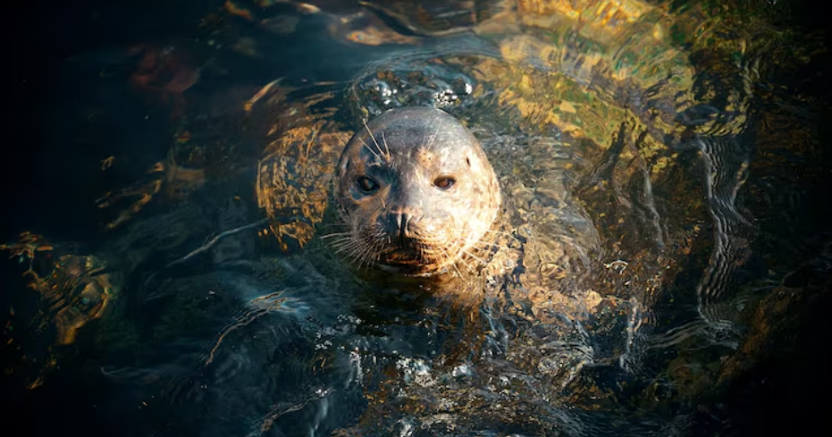 Animal Cannot Be Assigned to Any Known Phylum
