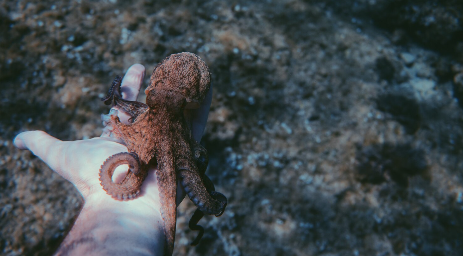 The Giant Squid Is Real