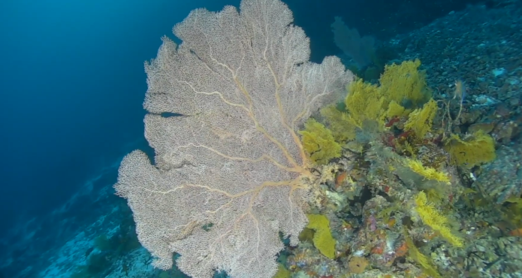 The 6th Deep-Sea Biology Symposium in Copenhagen Changed How We Think About Ocean Biodiversity The 6th Deep-Sea Biology Symposium in Copenhagen Changed How We Think About Ocean Biodiversity