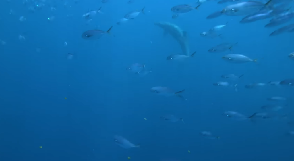 How Warming Oceans Are Changing the Distribution of Pacific Tuna — and Colliding With Deep-Sea Mining Plans