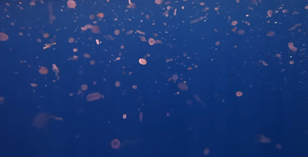 Deep-Sea Fish Are Changing What We Know About Earth's Carbon Cycle in Ways No Climate Model Had Predicted