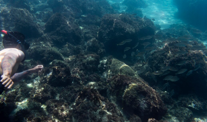What NOAA's Deep-Sea Coral Research Is Telling Us About the Ocean We Thought We Understood