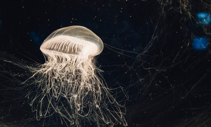 The Jellyfish Surge in the Bay of Bengal That Climate Scientists Are Linking to Deep Ocean Warming