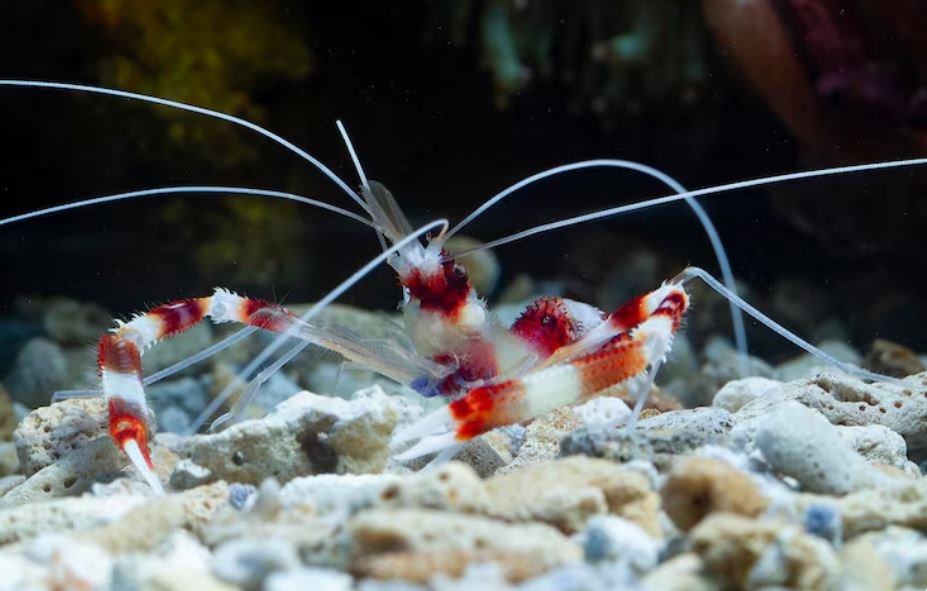How Fifty New Crustacean Species Found in U.S. Deep Waters Are Forcing Scientists to Rebuild Their Classification System From Scratch