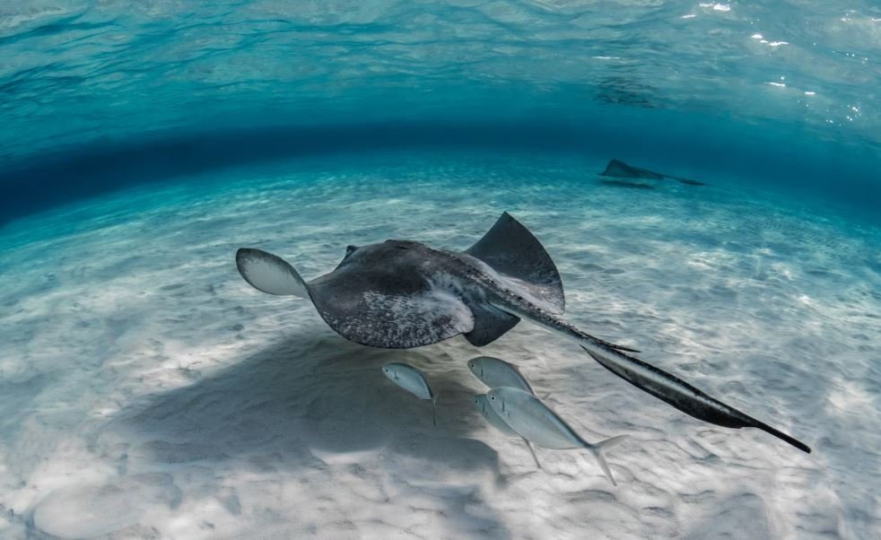 Inside the Expedition That Captured Never-Before-Seen Creatures in the Deep Sea — In Photographs