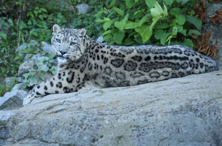 Marwell Zoo Snow Leopard Cub