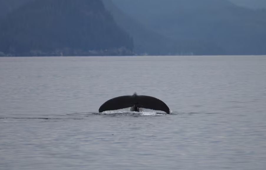 NOAA Humpback Whale Unusual Mortality Event Along the Atlantic Coast Just Entered Its Tenth Year