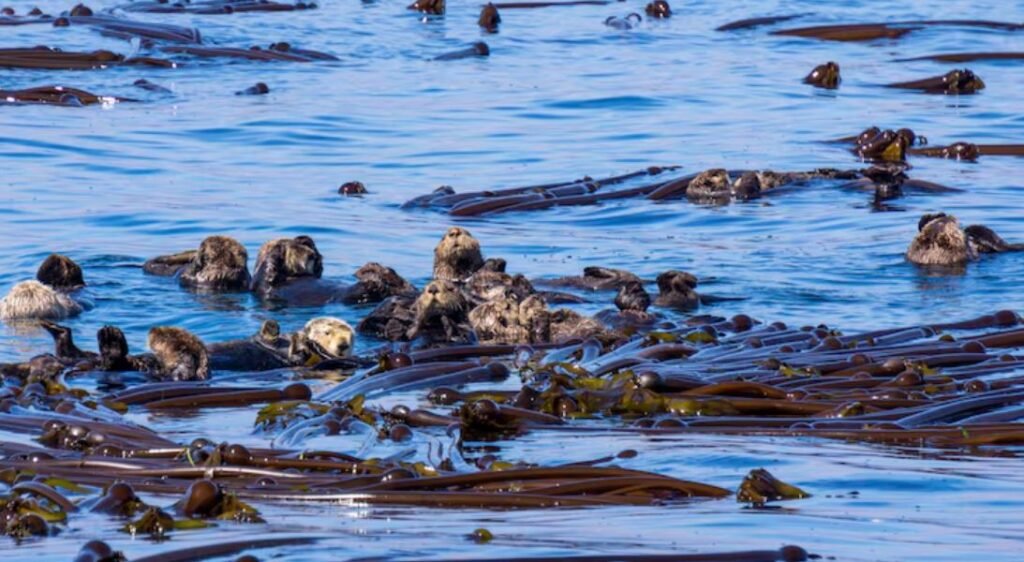 Ocean Warming Is Changing the Timing of Fish Migrations in Ways That Are Devastating Commercial Fleets in the Pacific Northwest
