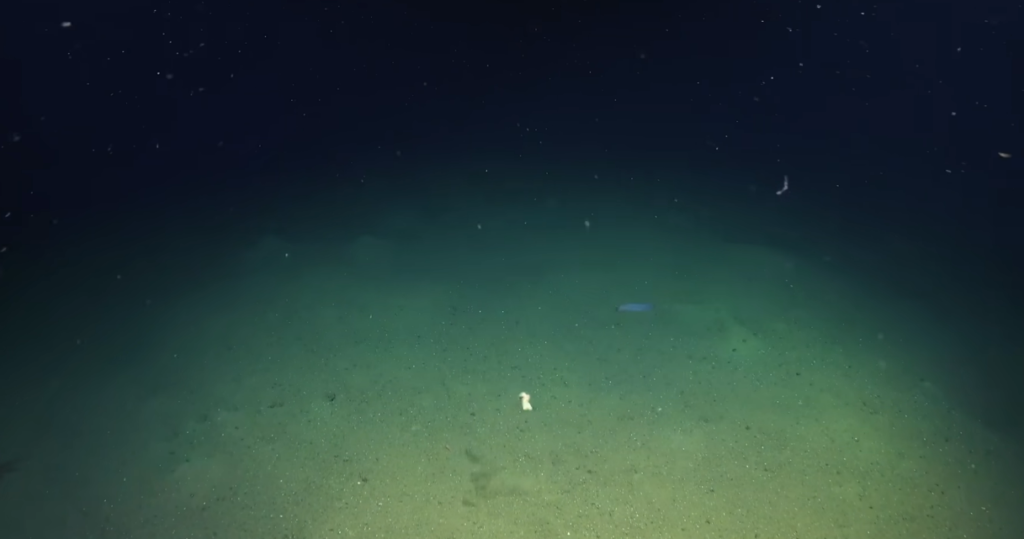 The Polymetallic Nodule Controversy: Are These Potato-Sized Rocks Worth Destroying the Ocean?