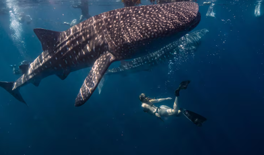 Scientists Tracking a Whale Shark Migration
