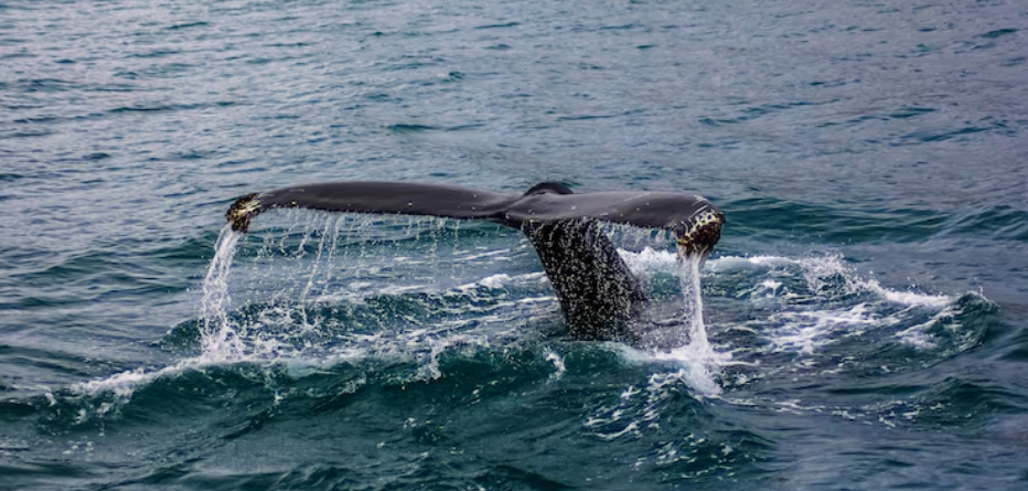 Whale Fall Filmed for Twenty Years in the Pacific