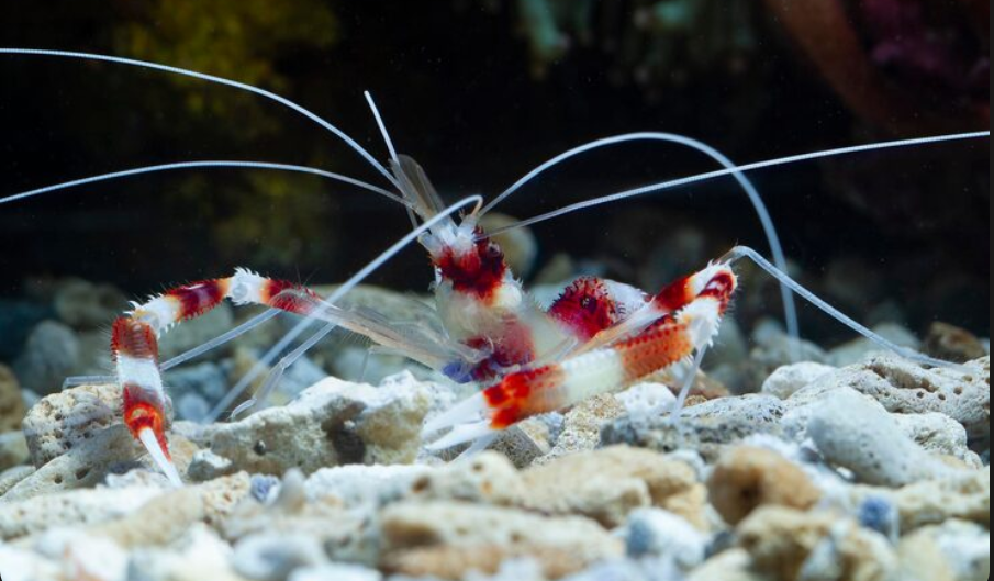 Rising Ocean Temperatures Are Threatening the Lobster