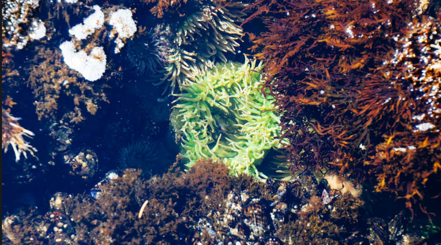 Scientists Found Ancient Corals