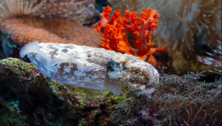 The Colossal Coral Discovered in the Mariana Islands