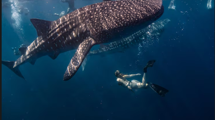 Galapagos Whale Shark Project