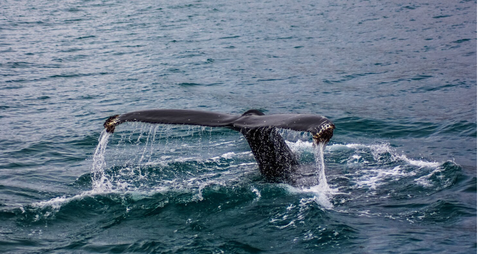 The Minke Whale Die-Off Along the Atlantic Coast