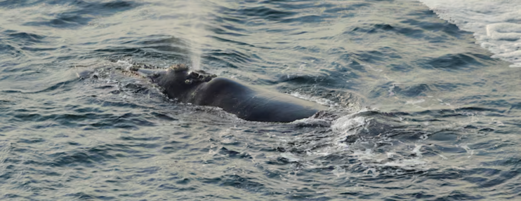 NOAA's Large Whale Entanglement