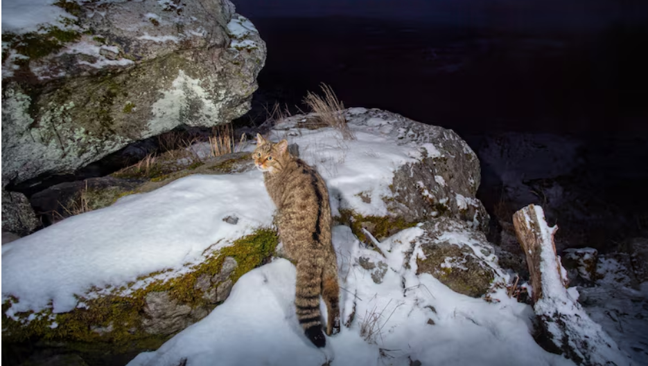 This Snow Bengal Kitten Video Got 1.7 Million Likes