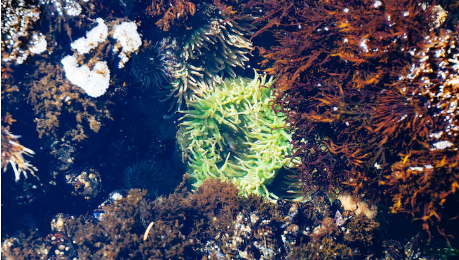 NOAA's Coral Monitoring