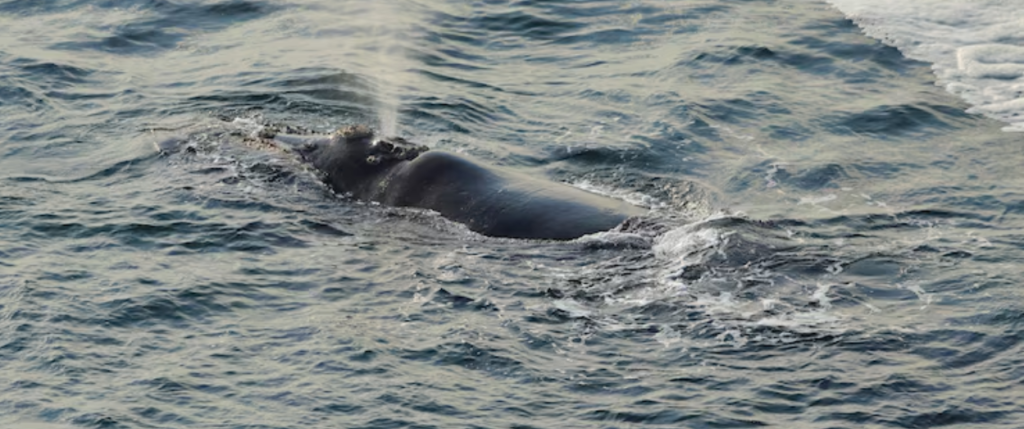 NOAA's North Atlantic Right Whale Health