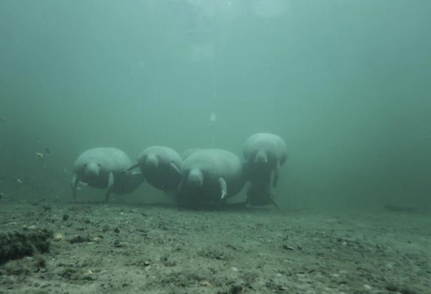 The Alien Under Our Feet, Why 90% of the Deep Sea's Target Zone Remains New to Science