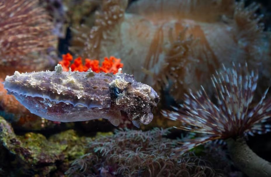 The Deep-Sea Corals Off Australia That Are Revealing Climate Secrets Locked in Their Skeletons for a Thousand Years
