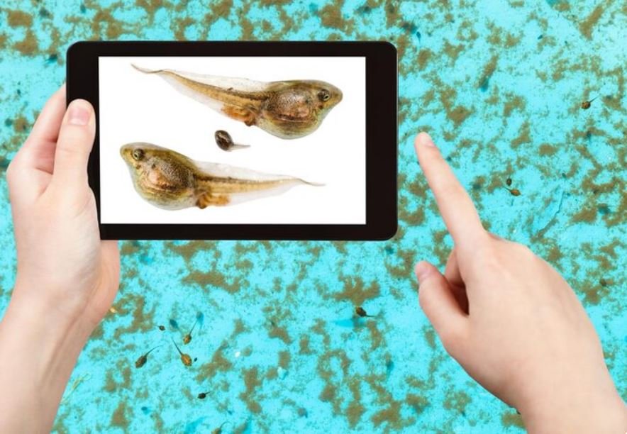 The Deep-Sea Species Identification App That Is Turning Marine Biologists Into Citizen Scientists