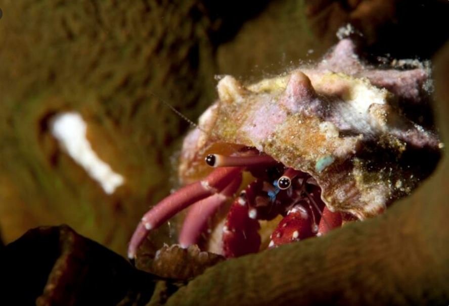The Giant Squid Detected Off Western Australia Has a Genetic Relative Living in Deep Waters Off the U.S. Pacific Coast — Scientists Just Found It