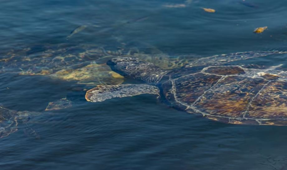 The Ocean Is Running Out of Oxygen in Ways That Climate Models Failed to Predict — and Marine Life Is Already Responding