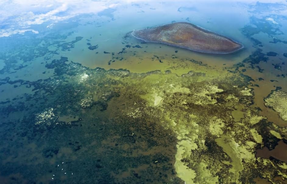 The Shrinking Phytoplankton, The Global Drop in Ocean Greenness and What It Means for the Air We Breathe