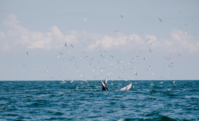 The North Atlantic Right Whale Calving Season of 2026 Brought Hope — But NOAA Says the Population Is Still in Crisis