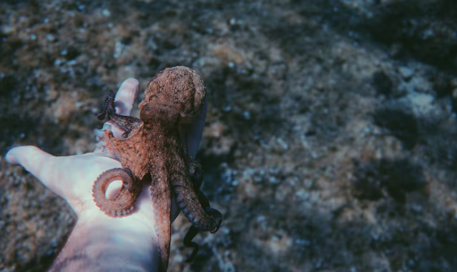 Giant Squid Discovery Off Australia Uncovers a Hidden Deep-Sea Ecosystem That Science Overlooked for Decades