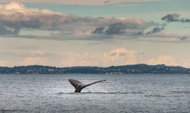 The North Atlantic Right Whale Unusual Mortality Event Has Now Lasted Nine Years — NOAA Still Cannot Stop It