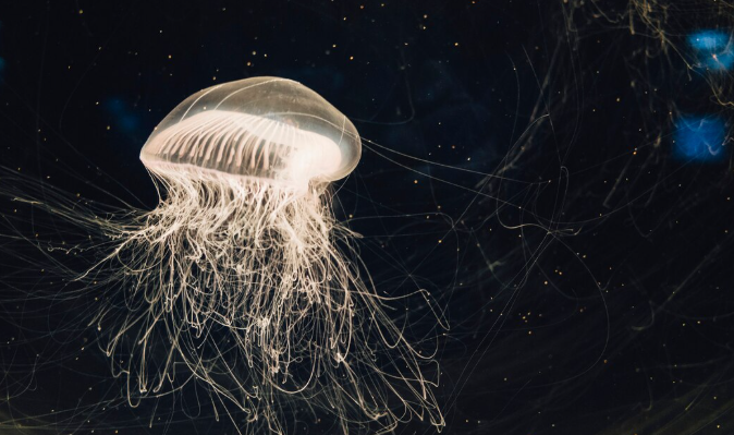 The Black Jellyfish and Other Strange Species Discovered in the Deep Ocean Nearly Two Decades Ago Are Still Yielding Secrets