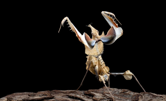 The Venomous Ballerina: The Terrifying, Prettiest Sea Animals Lurking in the Underexplored Abyss