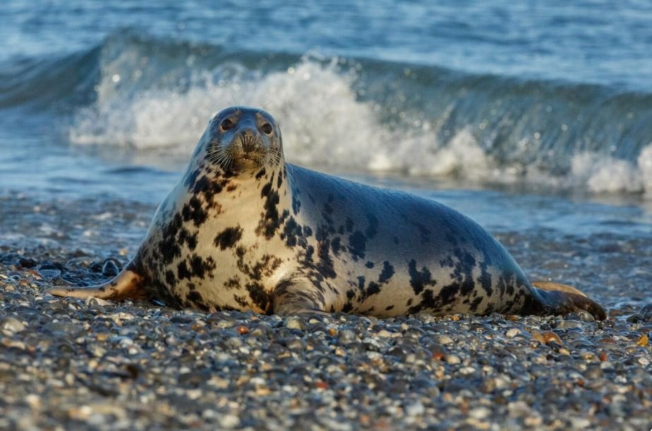 How Seals Off the California Coast Use Their Whiskers to Track Prey in Complete Darkness at 1,000 Feet Below the Surface