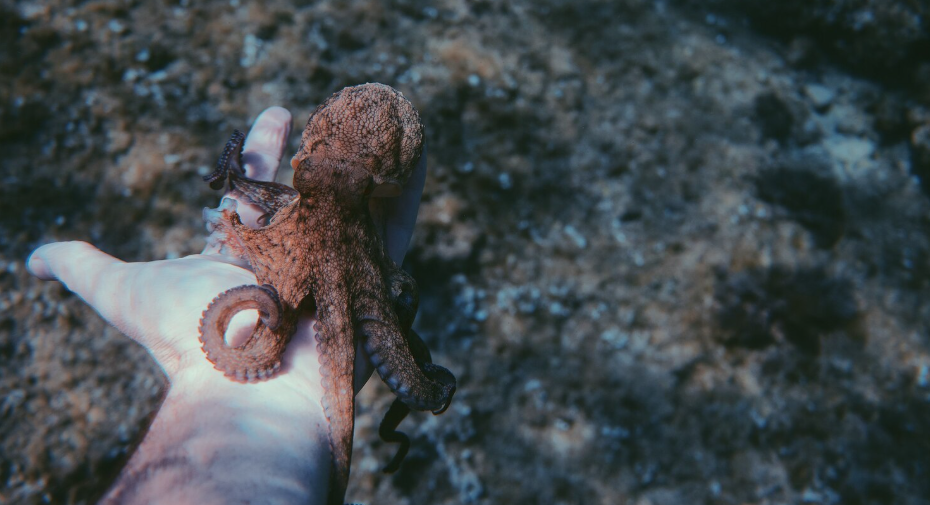 Tiny Blue Octopus Found Near the Galápagos Waters