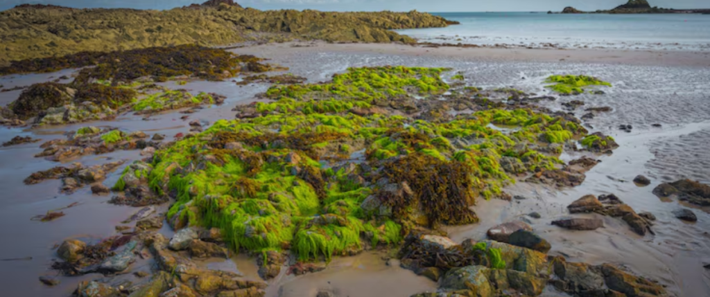 Kelp Forests Off the California Coast