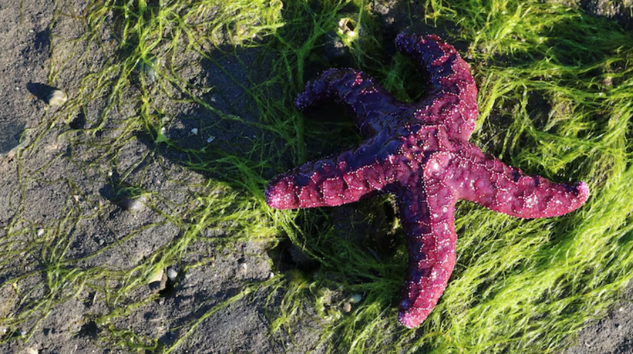 The Death Ball Sponge and the Octopus