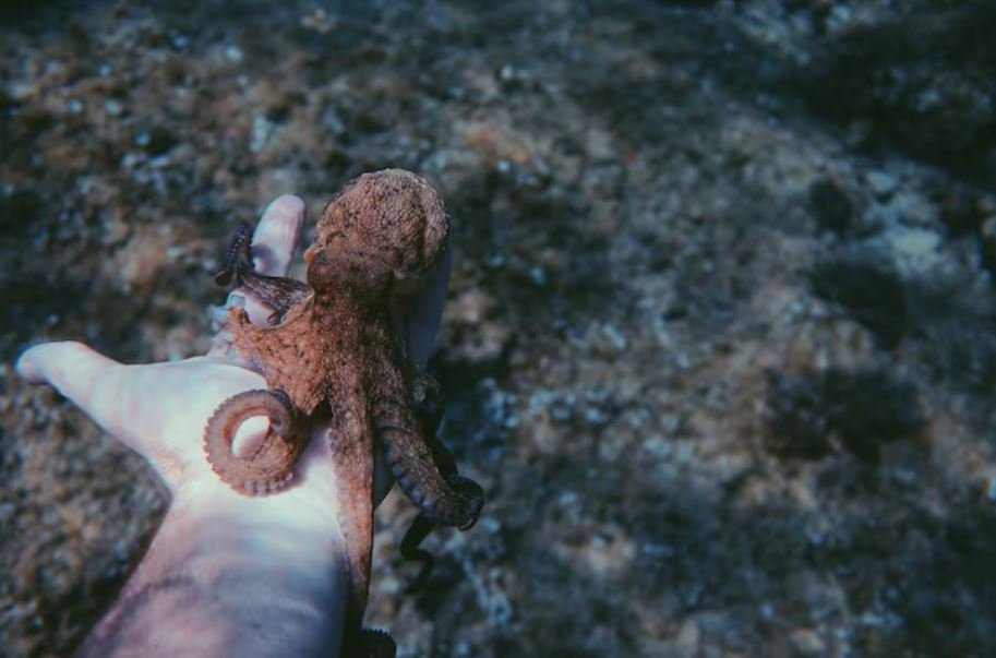 The Colossal Squid Has Finally Been Filmed in Its Natural Habitat, Here What Scientists Learned in the First 72 Hours